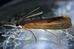 Agriphila
