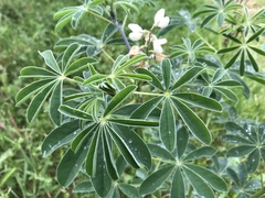 Lupinus albus
