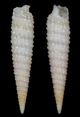 Bouchetriphora pallida