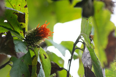 Cnicothamnus lorentzii