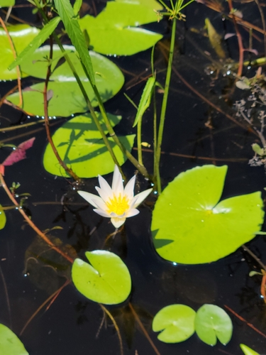 Image of Nymphaea elegans by (c) Jay Horn, some rights reserved (CC BY)
