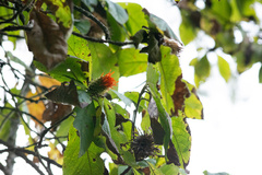 Cnicothamnus lorentzii