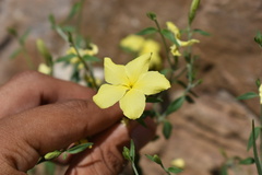 Haplophyton crooksii