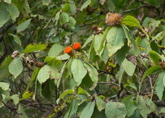 Cnicothamnus lorentzii