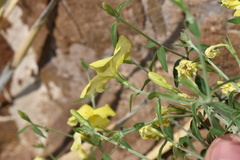 Haplophyton crooksii