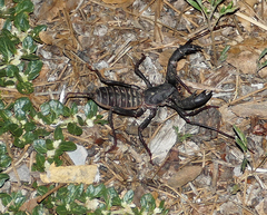 Mastigoproctus tohono