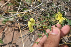Haplophyton crooksii