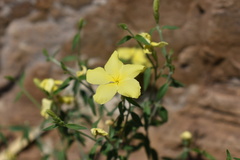 Haplophyton crooksii