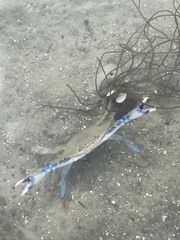 Callinectes similis