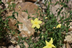 Haplophyton crooksii
