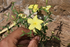 Haplophyton crooksii