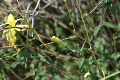 Haplophyton crooksii