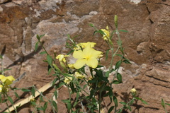 Haplophyton crooksii