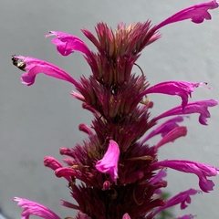 Agastache mexicana
