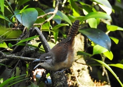 Cantorchilus longirostris