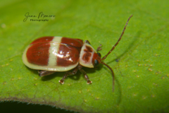 Asphaera discicollis