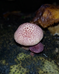 Gymnopilus palmicola
