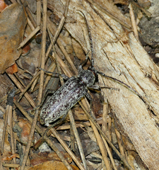 Enaphalodes cortiphagus
