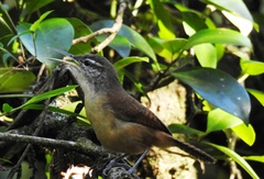 Cantorchilus longirostris