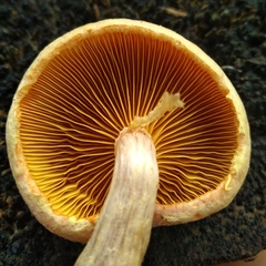 Gymnopilus palmicola