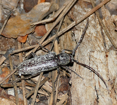 Enaphalodes cortiphagus