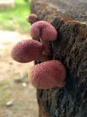 Gymnopilus palmicola