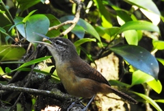 Cantorchilus longirostris