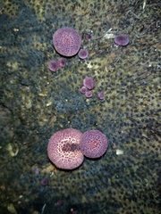 Gymnopilus palmicola