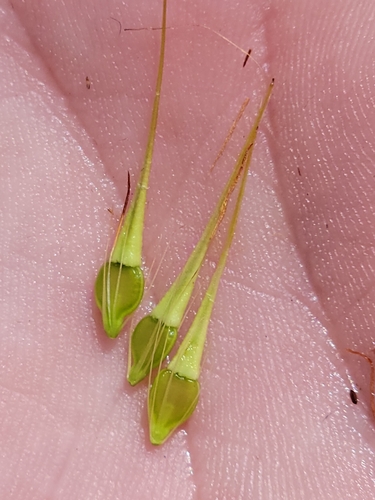 Image of Rhynchospora inundata by (c) Jay Horn, some rights reserved (CC BY)