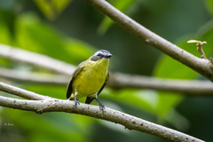 Ornithion semiflavum