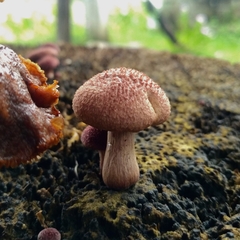Gymnopilus palmicola