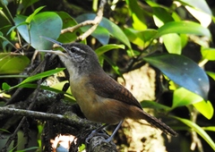 Cantorchilus longirostris