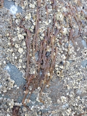 Nemalion elminthoides