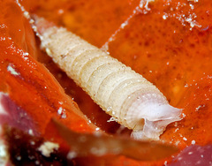 Bouchetriphora pallida