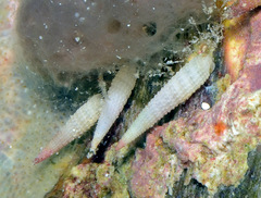 Bouchetriphora pallida