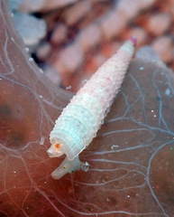 Bouchetriphora pallida