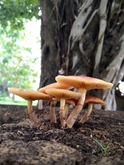 Gymnopilus palmicola