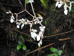 Plectranthus verticillatus