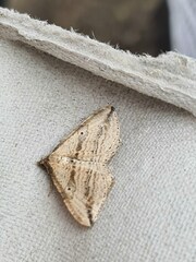 Orthonama vittata
