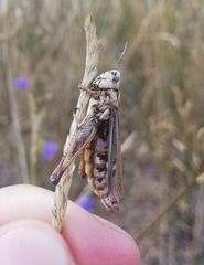 Entomophaga grylli