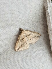 Orthonama vittata