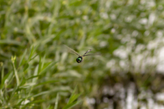 Macromia