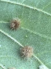 Neuroterus floccosus