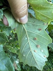 Neuroterus floccosus