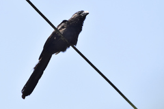 Crotophaga sulcirostris