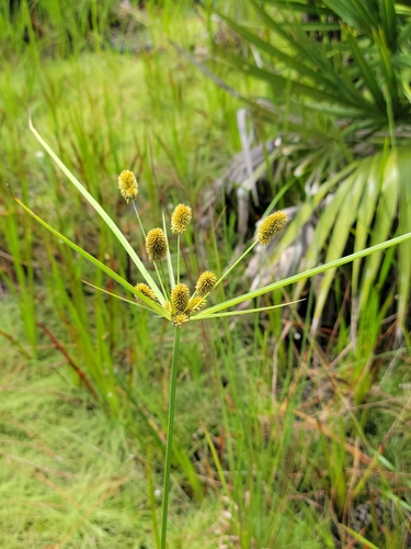 Ovateleaf Flatsedge (Cyperus ovatus)