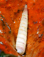 Bouchetriphora pallida