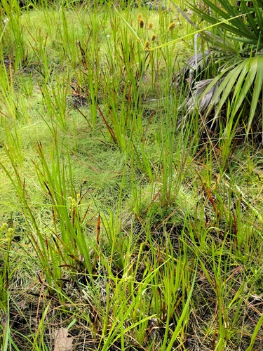 Image of Cyperus ovatus by (c) Jay Horn, some rights reserved (CC BY)