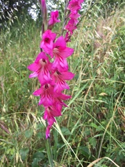 Gladiolus communis
