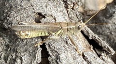 Melanoplus